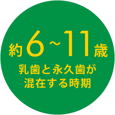 混合歯列6-11