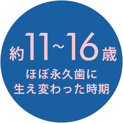 永久歯11-16